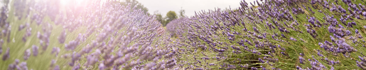 Lavender fields with sunlight streaming in from the left, creating a serene atmosphere.
