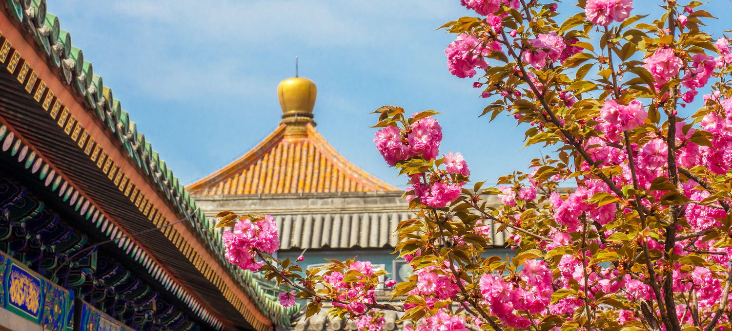 Traditional architecture with vibrant cherry blossoms under a clear blue sky