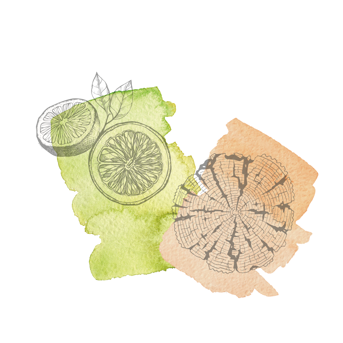 Illustration of a lime slice on a green watercolor splash and a tree slice on an orange watercolor splash.