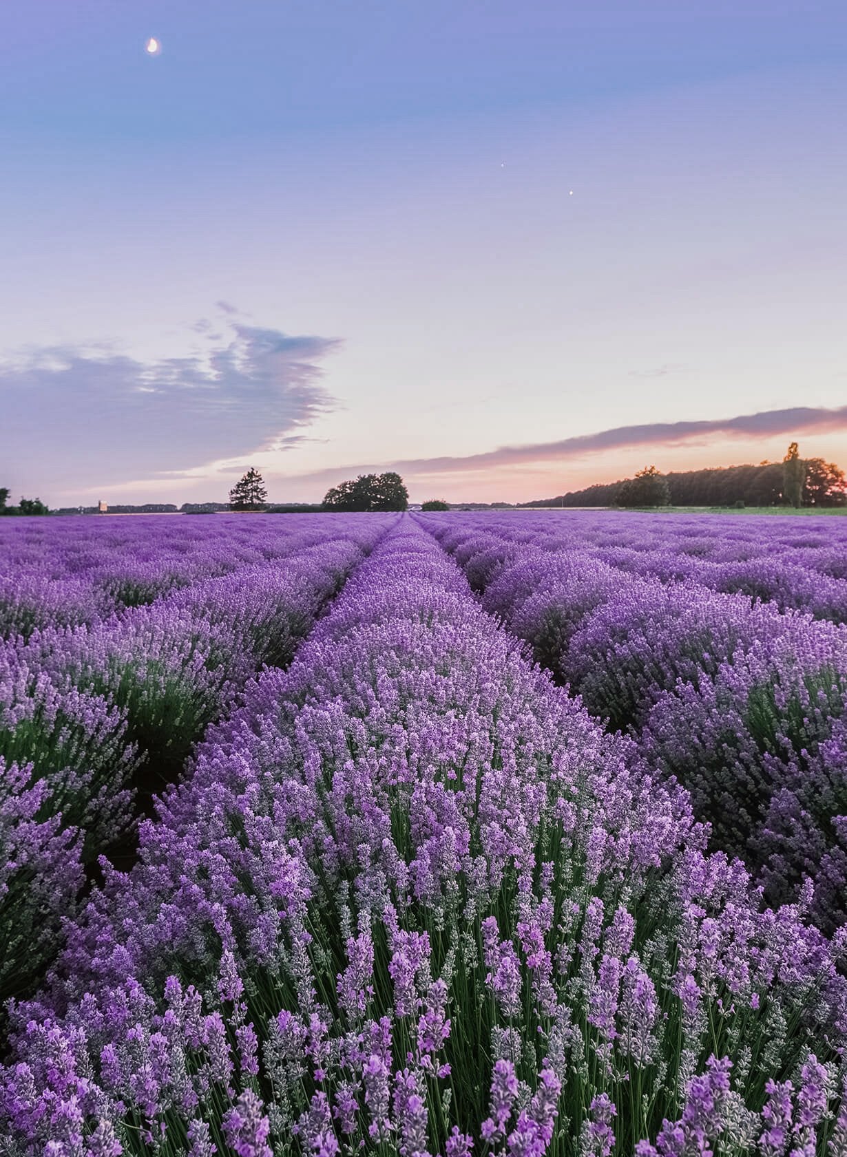 A vast lavender field at sunset under a crescent moon and a sky transitioning from blue to pink hues.