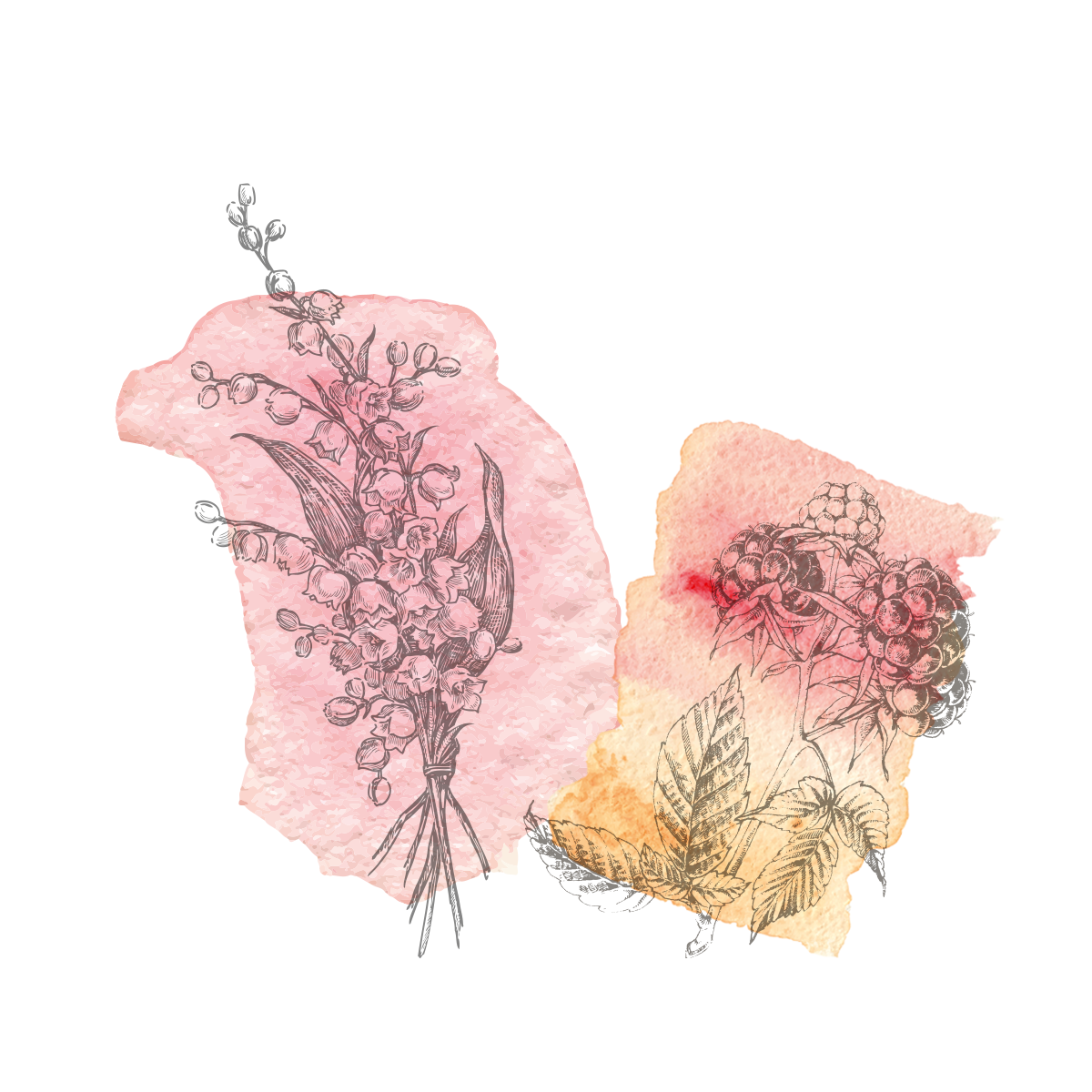Sketches of flowers on textured pink and yellow watercolor backgrounds, featuring foliage and clustered blooms.