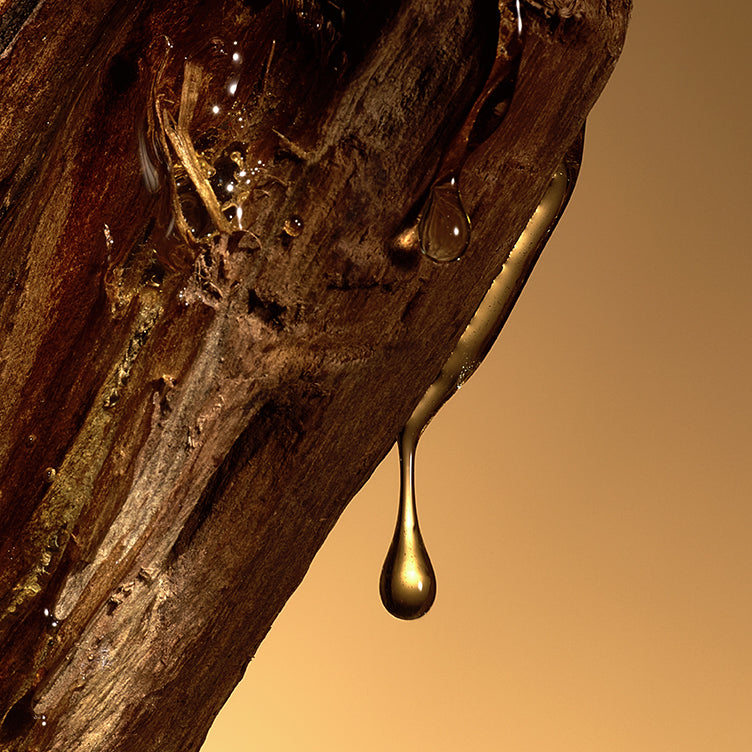 Celest - Eau de Parfum by Floris London US captures golden tree sap dripping from rough bark, set against a warm, sunlit amber backdrop.