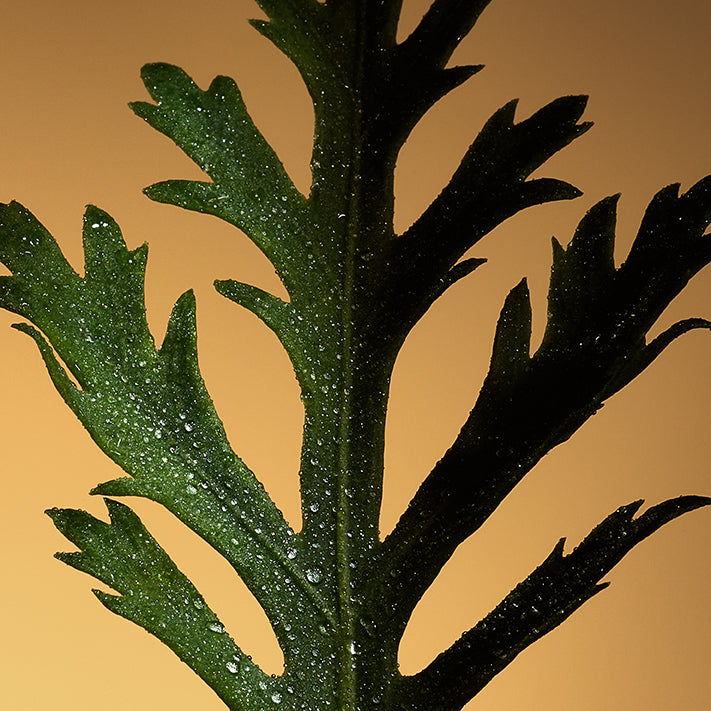 Close-up of a green, serrated leaf with water droplets, inspired by Celest Eau de Parfum from Floris London US, set against a warm background.