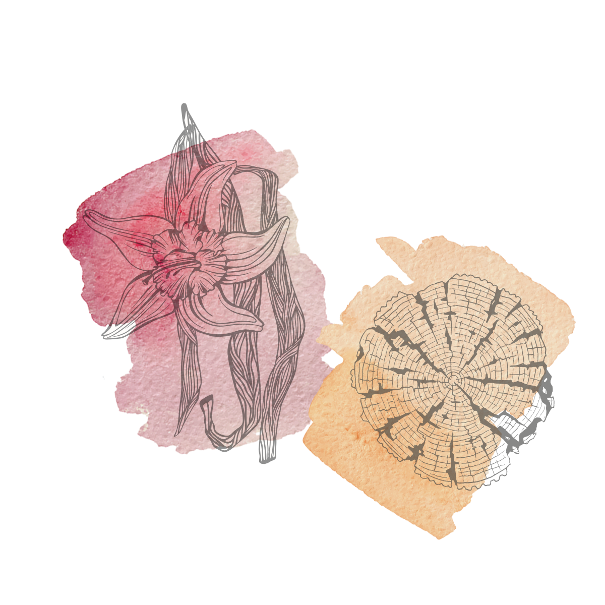 A watercolor painting featuring a red flower on the left and a tree ring cross-section on the right.