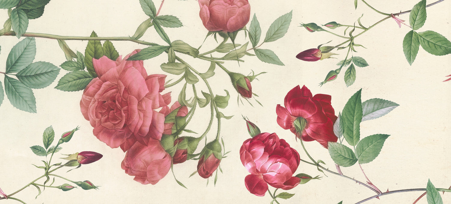 Illustration of blooming pink and red roses with green leaves on light background.