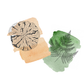 Illustrated tree ring on an orange watercolor background next to an illustrated fern on a green watercolor background.